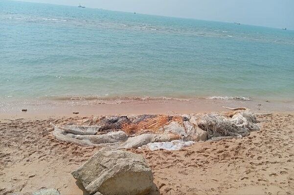 محیط زیست هرمزگان: برخورد با شناور، علت مرگ نهنگ ۱۰ تنی در بندرچارک بود