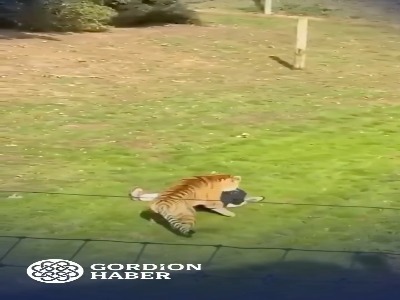 حمله ببر به مرد؛ ورود به محوطه ممنوعه پایان مرگباری داشت