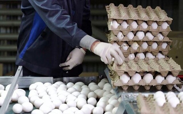 قیمت هر شانه تخم‌مرغ به ۶۰۰ تا ۷۰۰ هزار تومان رسید