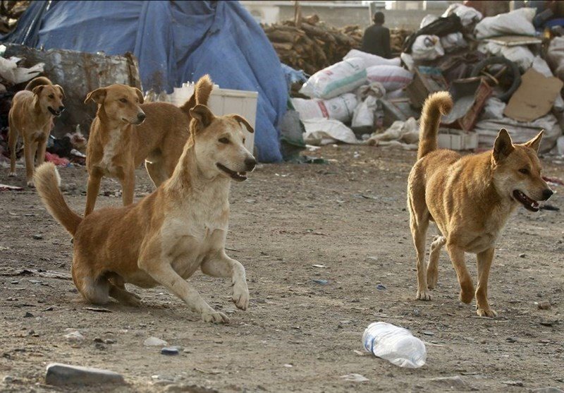 حمله سگهای ولگرد به دختر بچه ۶ساله در آبادان